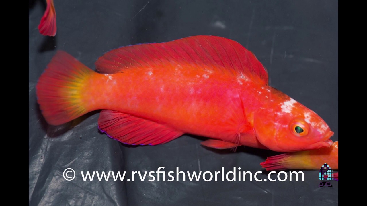 Fishy Stuff Introducing Magma Wrasse! YouTube