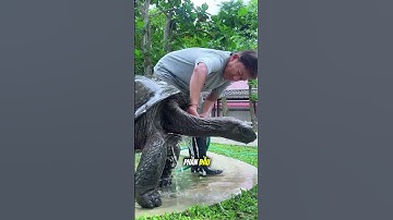 người đàn ông chăm sóc rùa cẩn thận