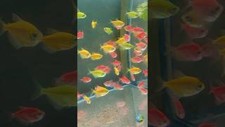 Tetra Fish vibes 🐠 #shortvideo #multicolor #aquariumfish #viralvideo #colorfulfish