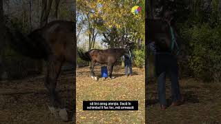 Horse Assisted Education for Business Teams: attention to needs