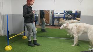 Training session with Borzoi Anna #trickdog