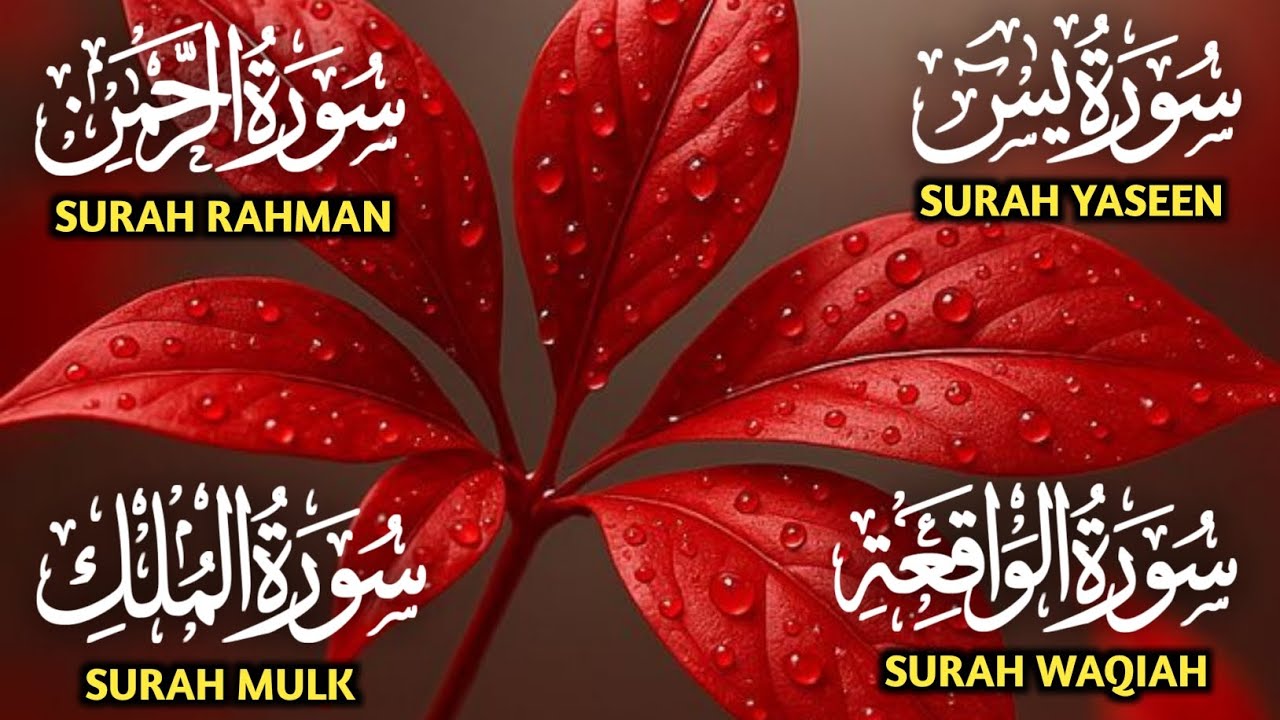 Surah Yaseen ❤ Surah Rahman ❤ Surah Al Waqia ❤ Surah Al mulk Soothing Quran recitation | Ep000378