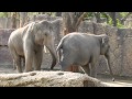 良い雰囲気の若いゾウのペア　Elephant 2014 0925