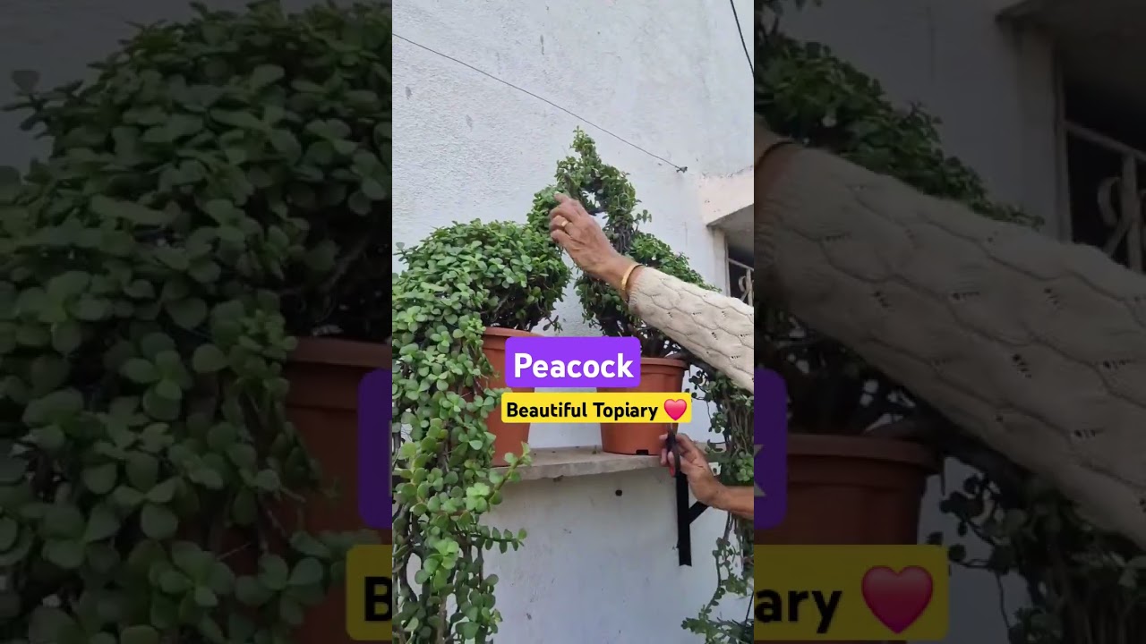 Jade plant peacock topiary 