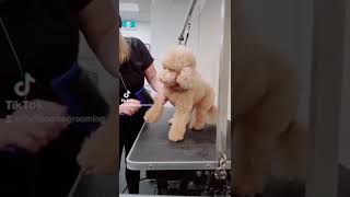 Toy poodle grooming
