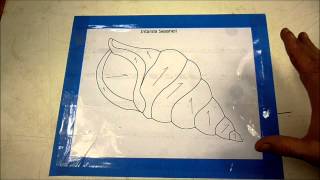 Basic Intarsia Seashell Pt 1of 6 (Pattern Prep and Tracing)