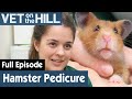 🐹 Dr Phoebe Gives A Cute Hamster A Pedicure | FULL EPISODE | S03E19 | Vet On The Hill