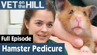 Dr Phoebe Gives A Cute Hamster A Pedicure | FULL EPISODE | S03E19 | Vet On The Hill