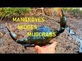 Huge Mud Crabs Caught in the Mangroves - First Person View (FPV)