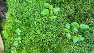 Moss Forest Tanah Cover Bonsai dll