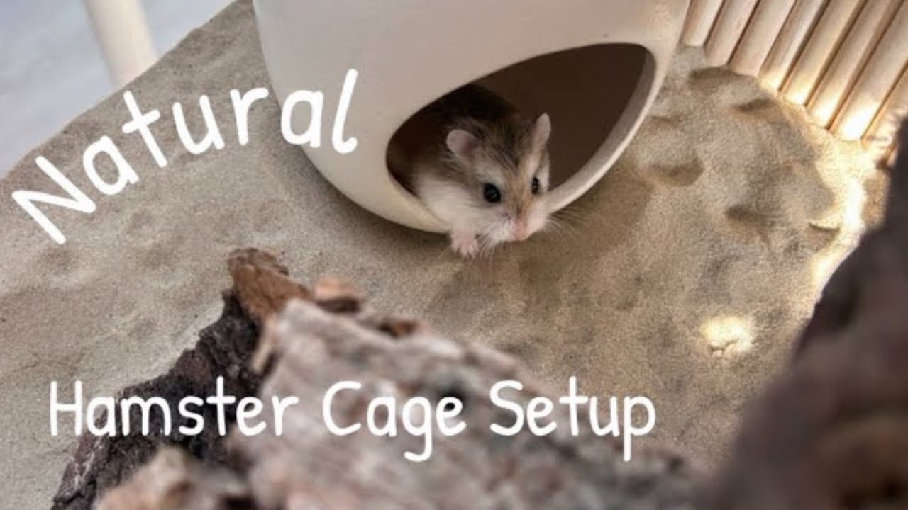 Natural Hamster Cage Setup | Roborovski