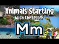 Alphabet for Kids | Learn Letter M | Fun Animals Starting with the Letter M | ABC Alphabet Learning