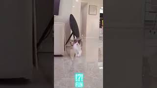 Funny cat video compilation – FUN part 60 #shorts #funny #cat #cats