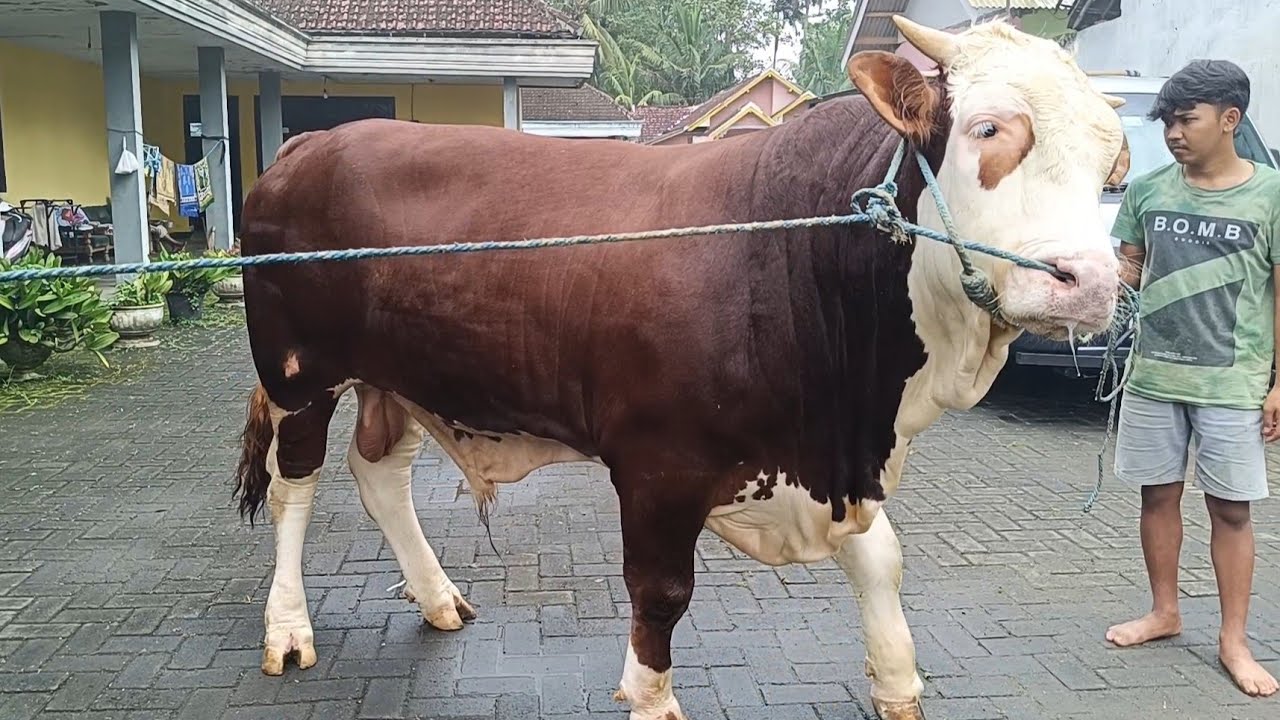 CALON SAPI JUMBO SIMENTAL CROSS DARI KOTA MALANG ️‍🔥 ️‍🔥 - YouTube
