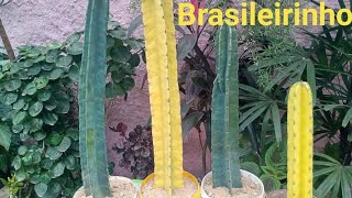 Cacto brasileirinho/passo a passo como plantar e cuidar. - thptnganamst.edu.vn