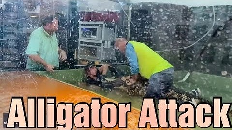 Alligator Attacks Handler at Reptile Center Drags Her into the Tank