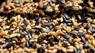 A Close Look at Wild Delight Seeds Blends!