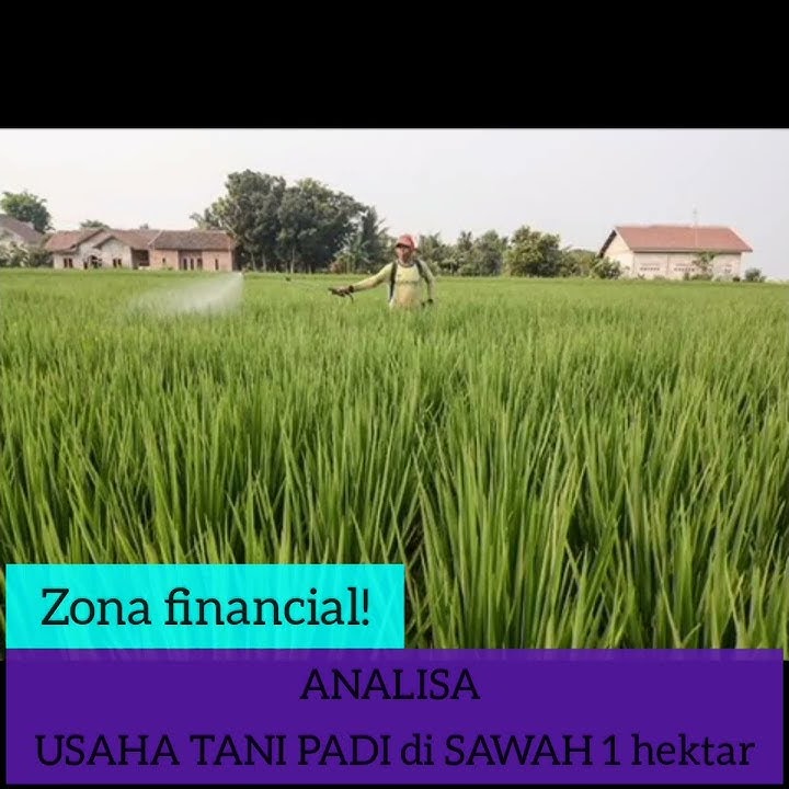 ANALISA USAHA TANI PADI di SAWAH 1 hektar