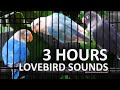 3 Hours of Lovebird Sounds  - Mauve Personata, Pastel Violet Fischeri & Blue Fischer