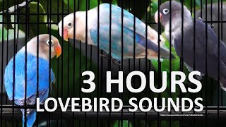 3 Hours of Lovebird Sounds  - Mauve Personata, Pastel Violet Fischeri & Blue Fischer