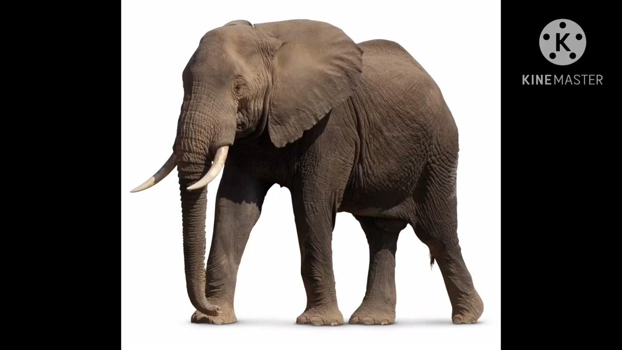 Elephant noise YouTube