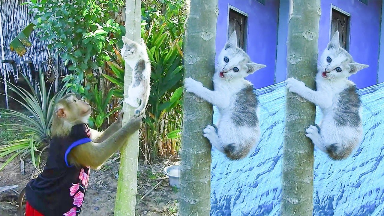 Adorable SokYaa Playing With Kitten Gone Viral Hilarious