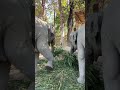Baby Elephant Enjoy Fresh Food Corn Grass In The Early Morning Cuteanimals Love 