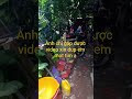 anh chị có gap video xin dup em mot tim với ạ #caytrong #caycanh