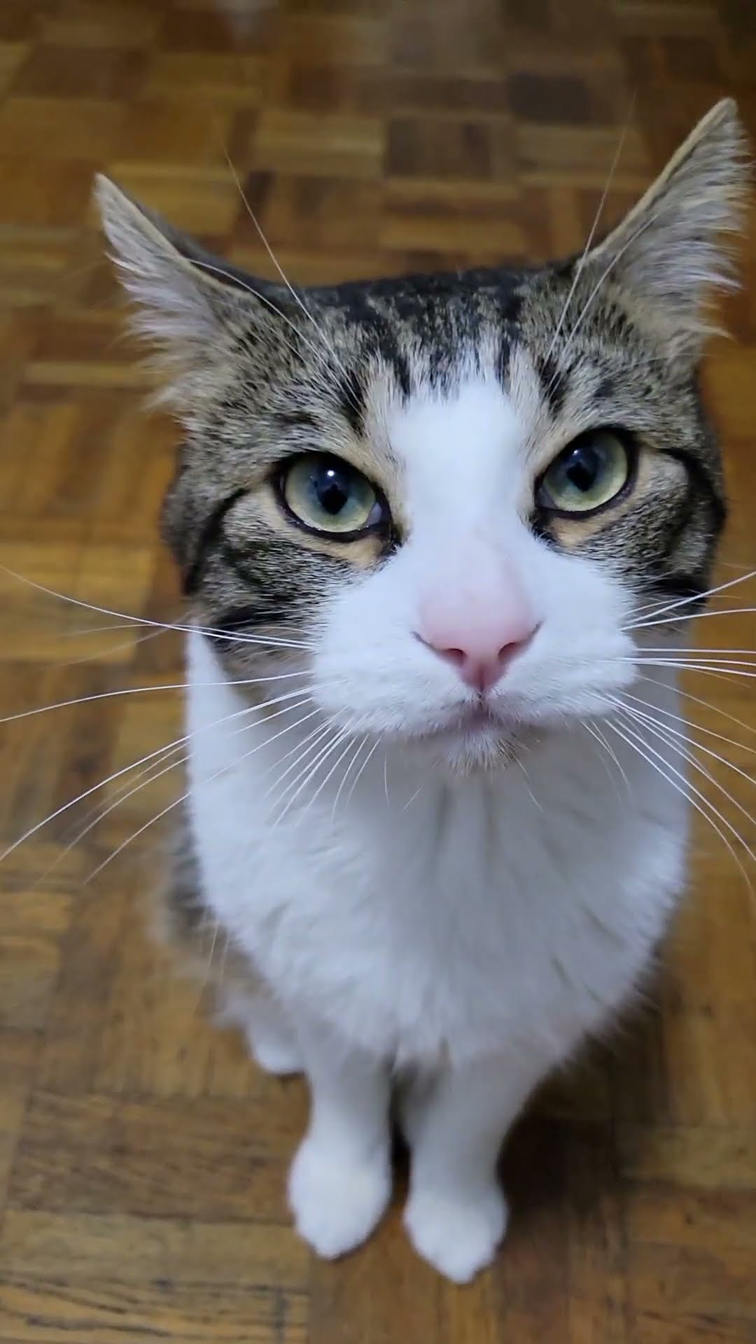 C magnifique vidéo chat ? ? ? ?