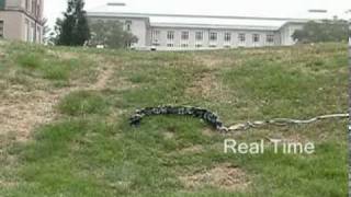 Modsnake: Uphill Rolling