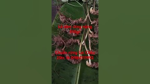 Xuống núi lô sâm rừng 9 củ 510gram già chất , dáng đẹp , mắt sâm nhiều vô kể, chuẩn hàng tự nhiên..