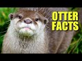 North American River Otter Facts The NORTHERN OTTER 