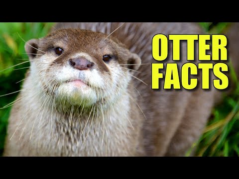 Video: Caucasian otter: description, features and habitat