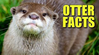 North American River Otter Facts: the NORTHERN OTTER 🦦