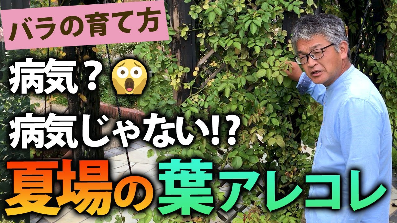 バラの育て方 病気 病気じゃない 夏場の葉アレコレ Youtube