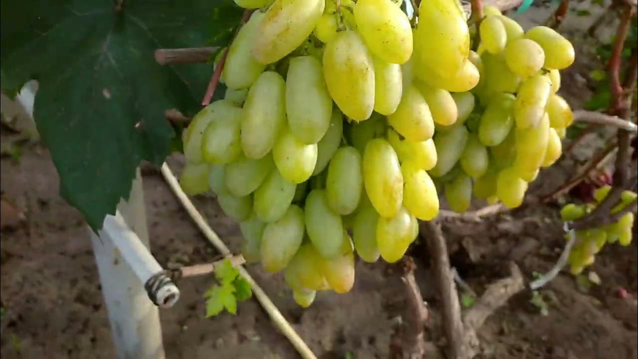 Белая акация виноград описание сорта фото отзывы г.ф.Біла акація - YouTube