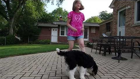 Give me a break handler walking game