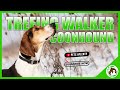 The Ultimate Guide to Treeing Walker Coonhound: History, Appearance, Temperament, and Health