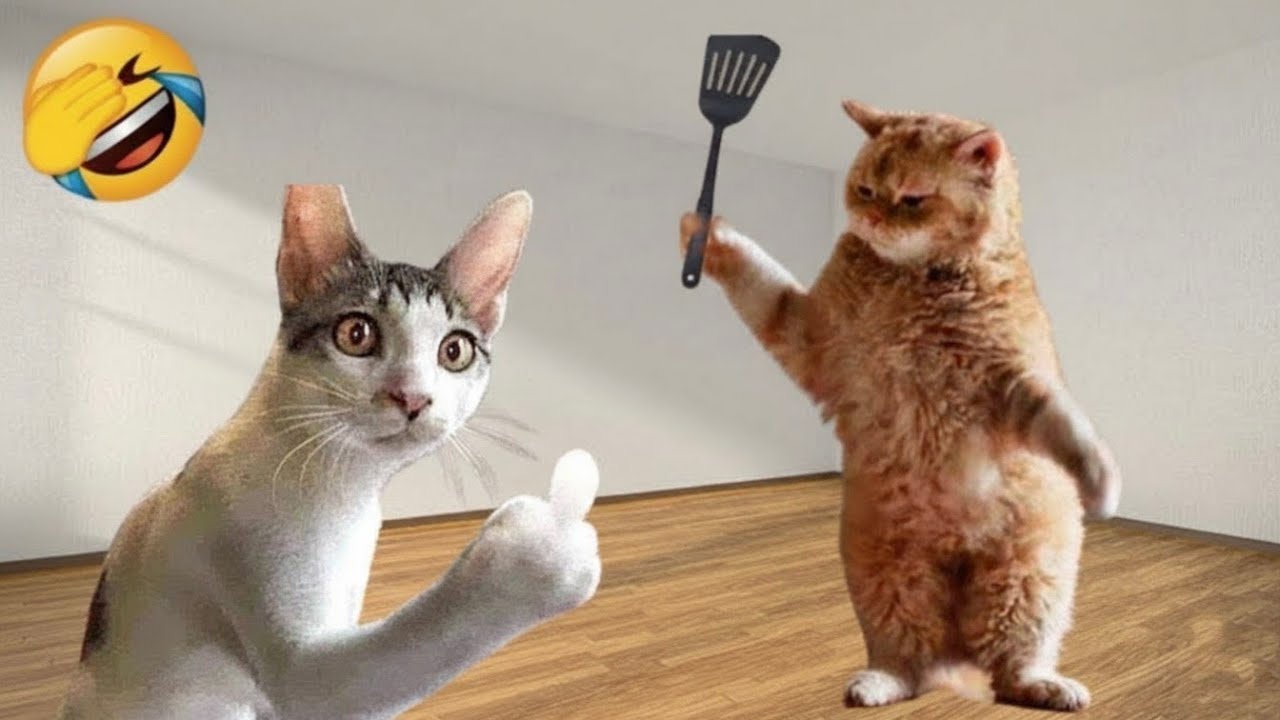 Funniest cat and dog videos 🐶funny cats and dogs videos try not to laugh😜 part 70