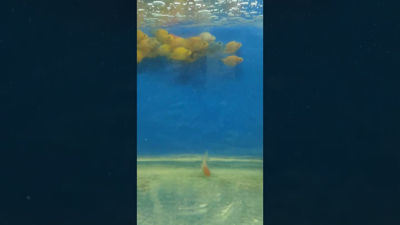 Fifth Aquarium Short From Under Water Tunnel Expo In Ongole ongole Fifth Aquarium Short From Under Water Tunnel Expo In Ongole ongole