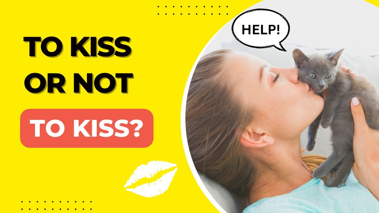 Meows and Kisses Do Cats Like When We Kiss Them? YouTube