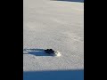 Tiny F-150 plowing REAL Snow?! #snow #trx4m #hightrail #plowing #traxxas