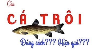 Sếp tổng hướng dẫn cho anh em trong đội câu cá Phú Thành cách câu cá trôi - Câu nổi Part 1