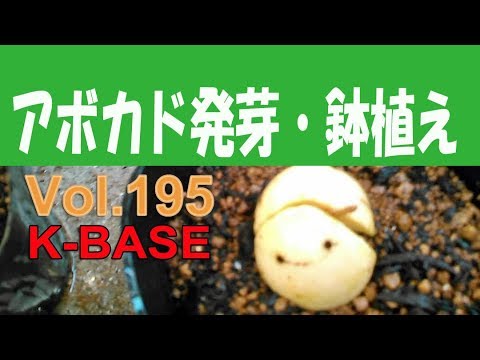 アボカド水耕栽培から鉢植えにします Avokado 19 3 9 Youtube