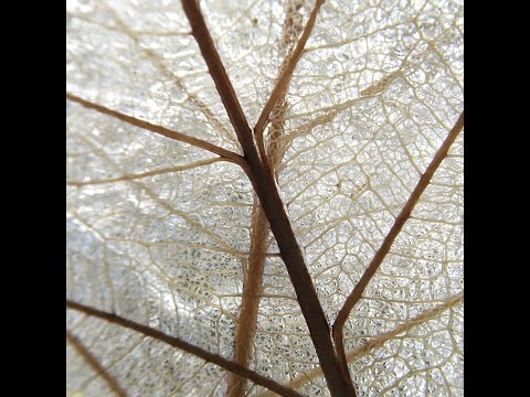 Frozen Macro iPhoneography Part 1 with Nicki Fitz-Gerald: AdoramaTV