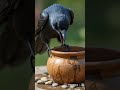 Thirsty Crow Rajiya Crow First Video First Video Uploaded By Me