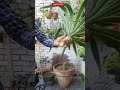Yucca Ki Cutting Kesay Lagaye How To Multpley Yucca Yucca Propagstion From Cutting Gardning Shorts 