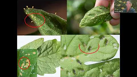 PotatoLink Webinar: Tomato potato Psyllid and zebr...