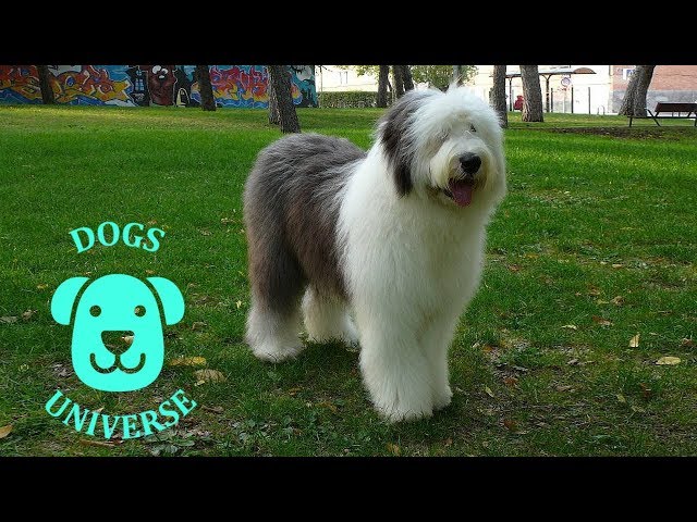 Akita americano y viejo pastor ingles!!!  Old english sheepdog, English  sheepdog, Dog lovers