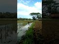 Video Traktor Sawah dekat kandang Kerbau #SHORTS